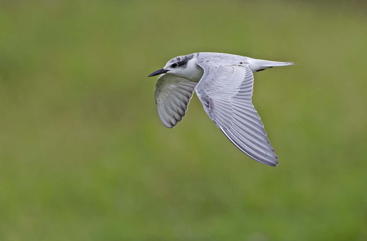 Whiskered Tern - ML647605739