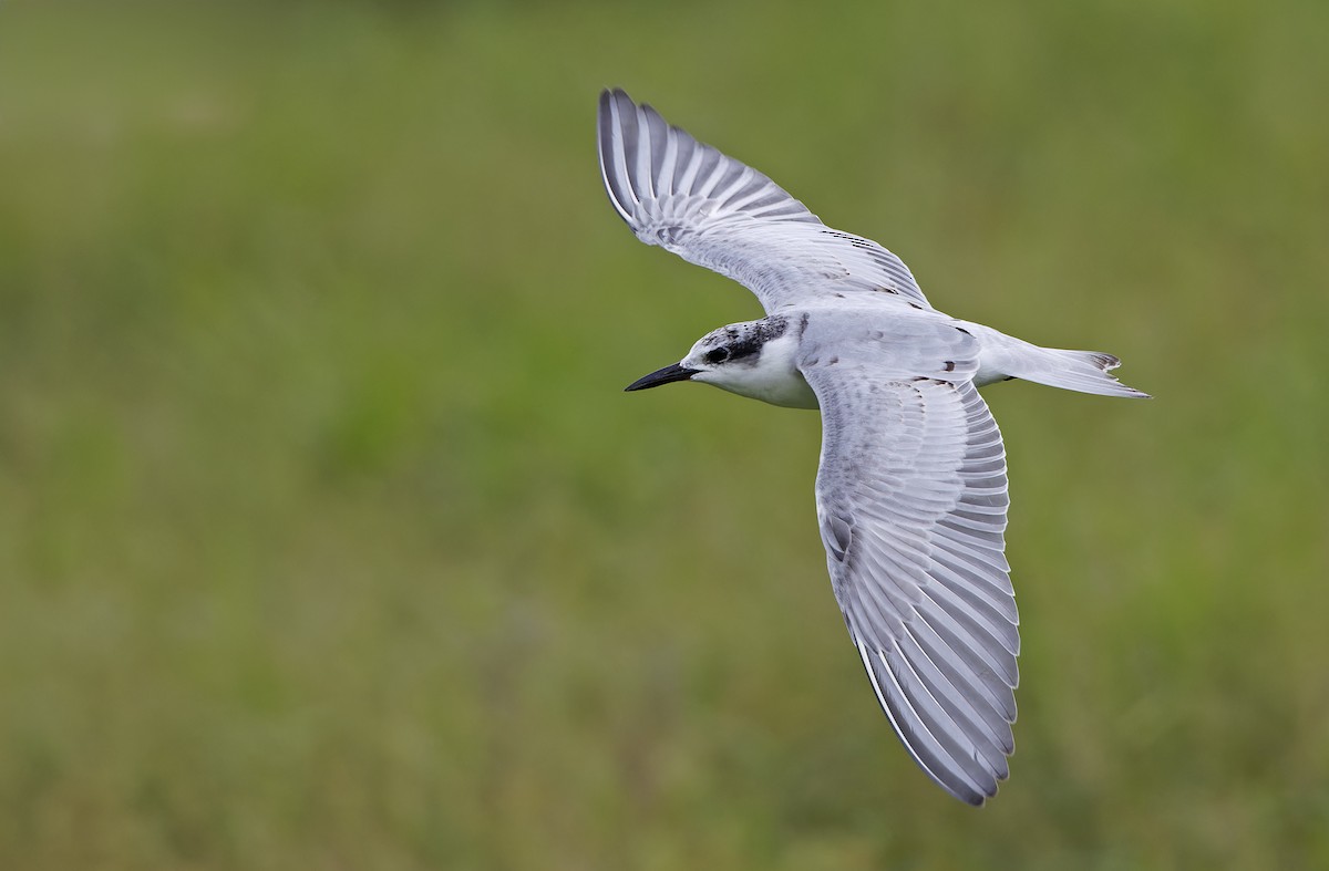Whiskered Tern - ML647605740