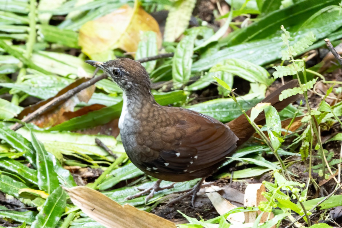Bicol Ground-Warbler - ML647605742