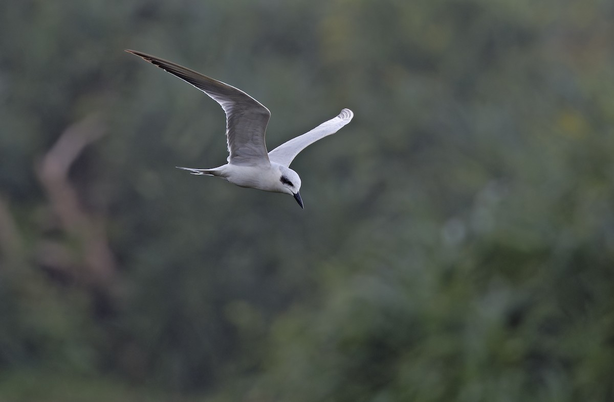 Gull-billed Tern - ML647605743