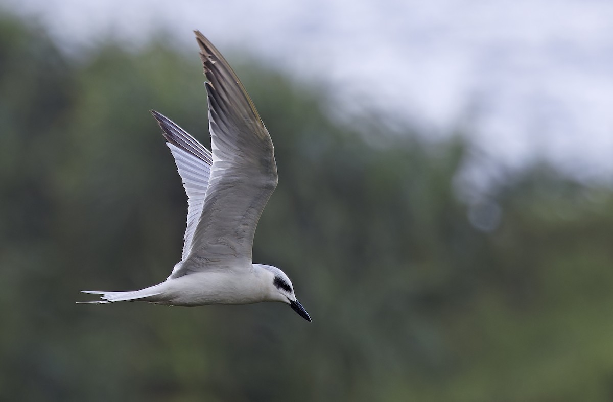 Gull-billed Tern - ML647605745