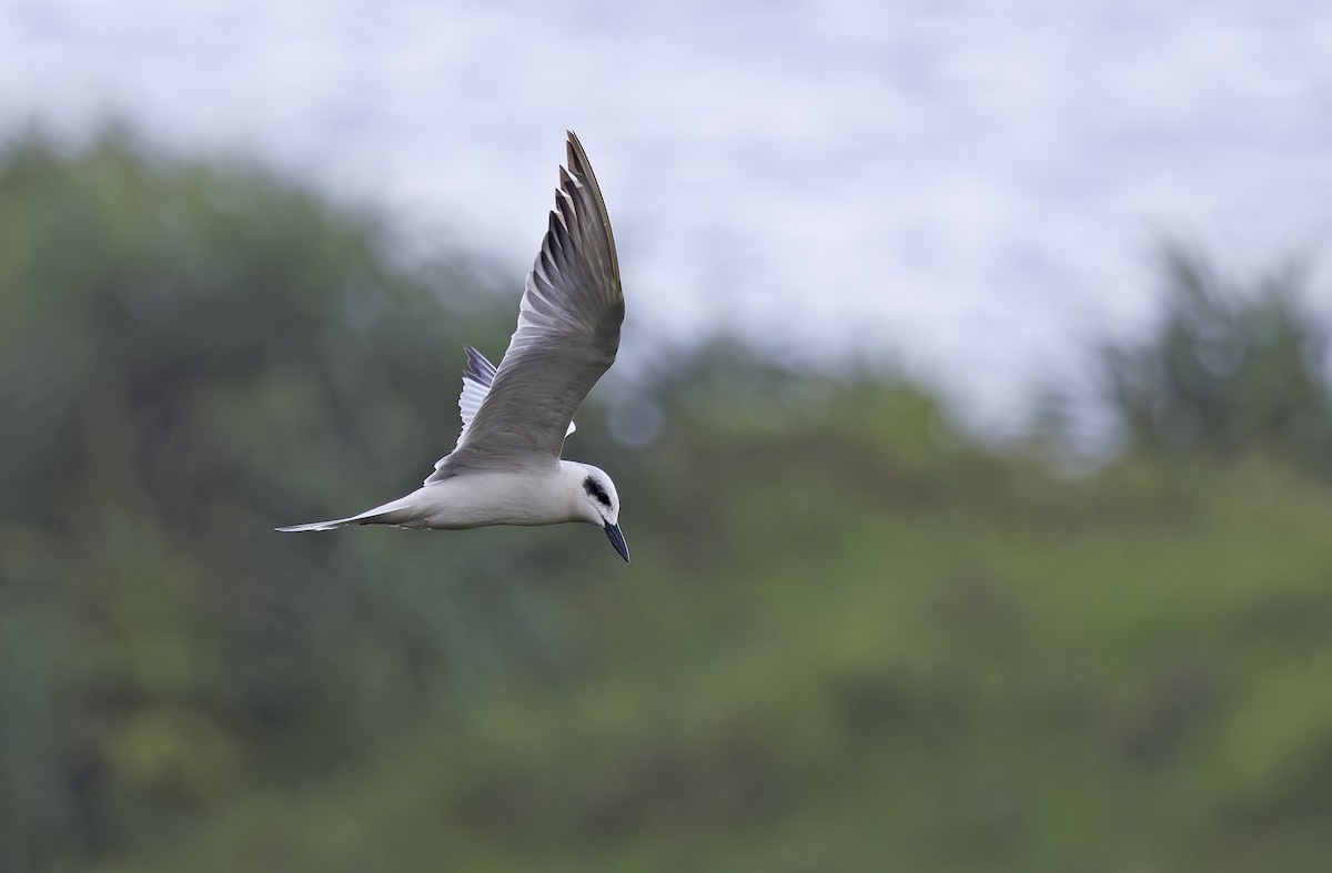 Gull-billed Tern - ML647605746