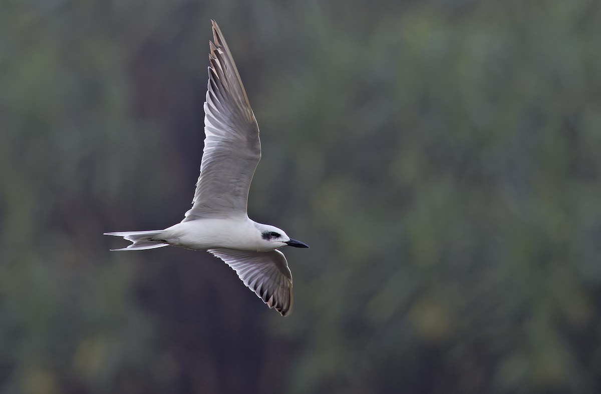 Gull-billed Tern - ML647605747