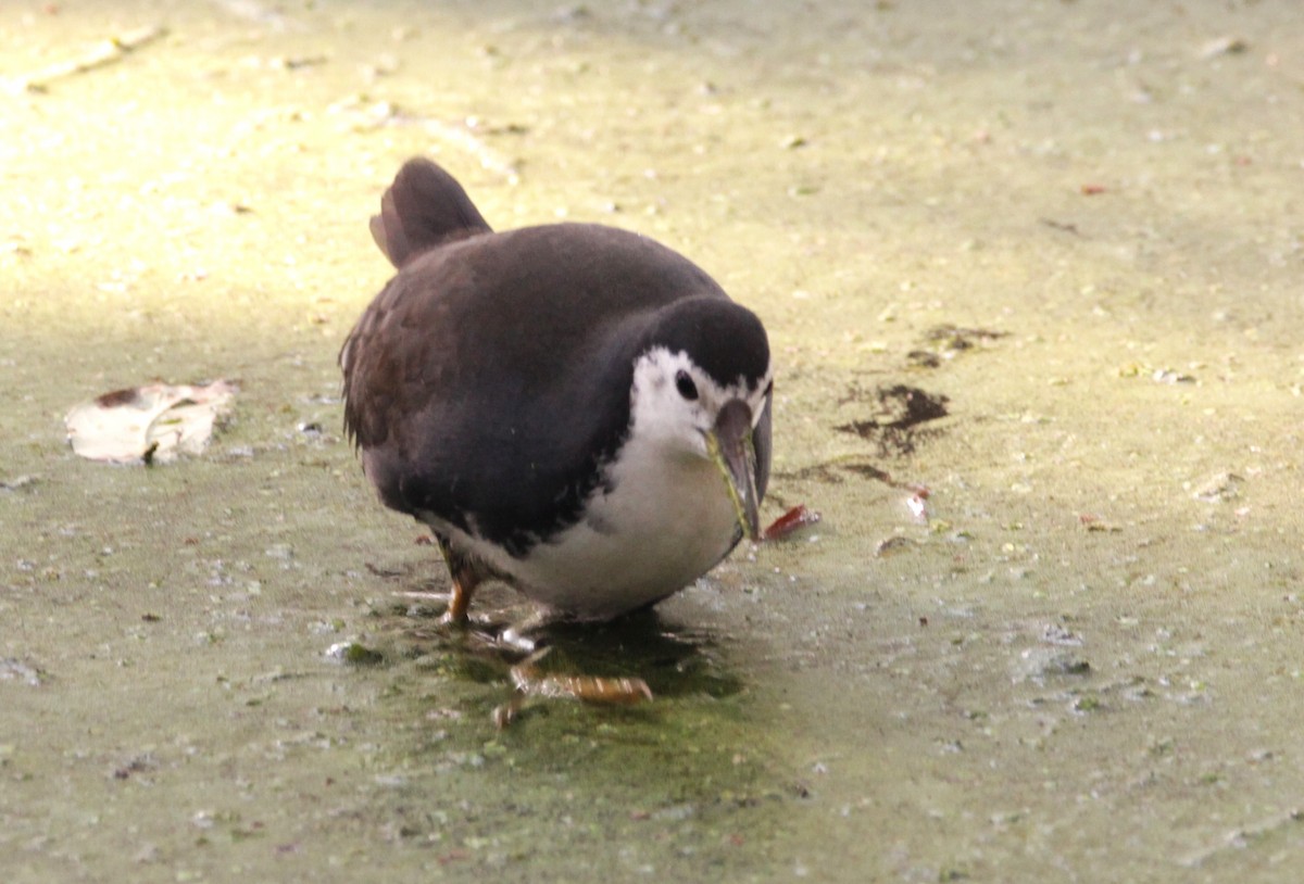 White-breasted Waterhen - ML647605749