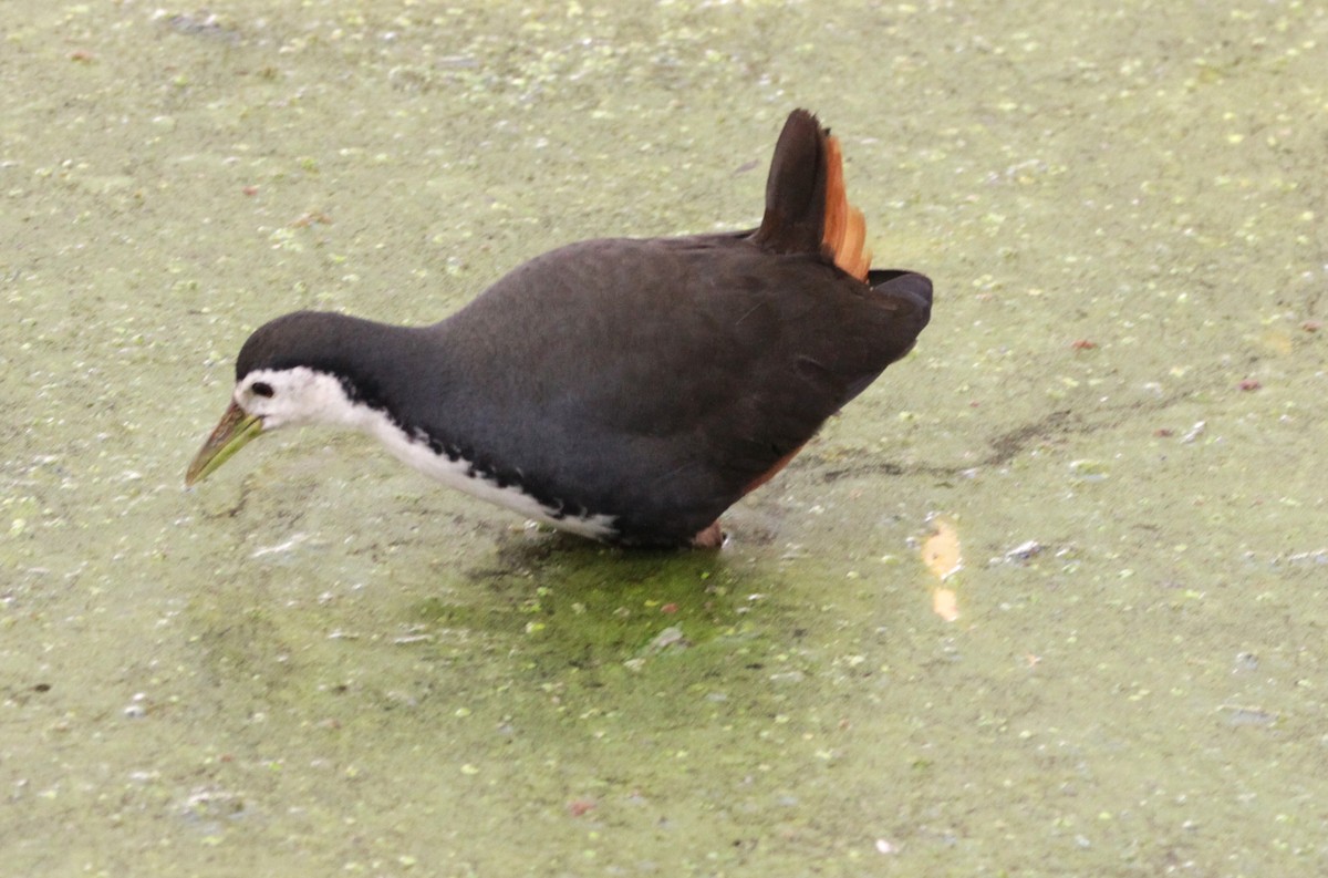 White-breasted Waterhen - ML647605750