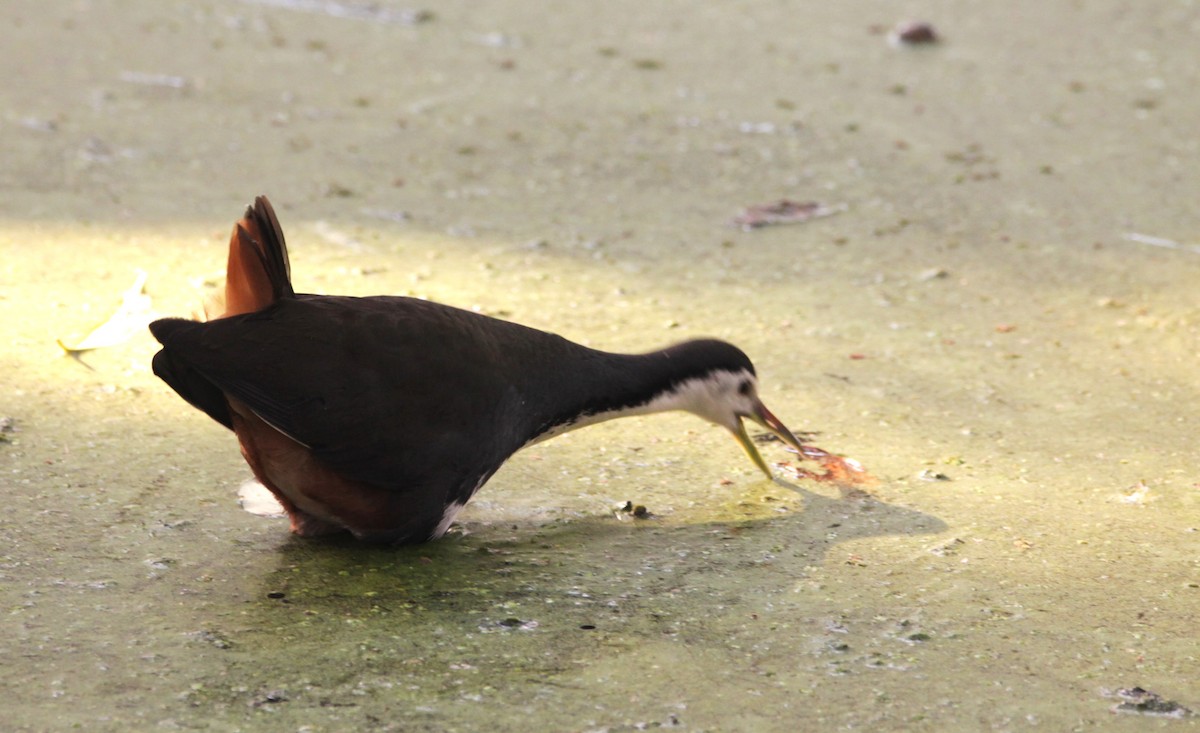 White-breasted Waterhen - ML647605751