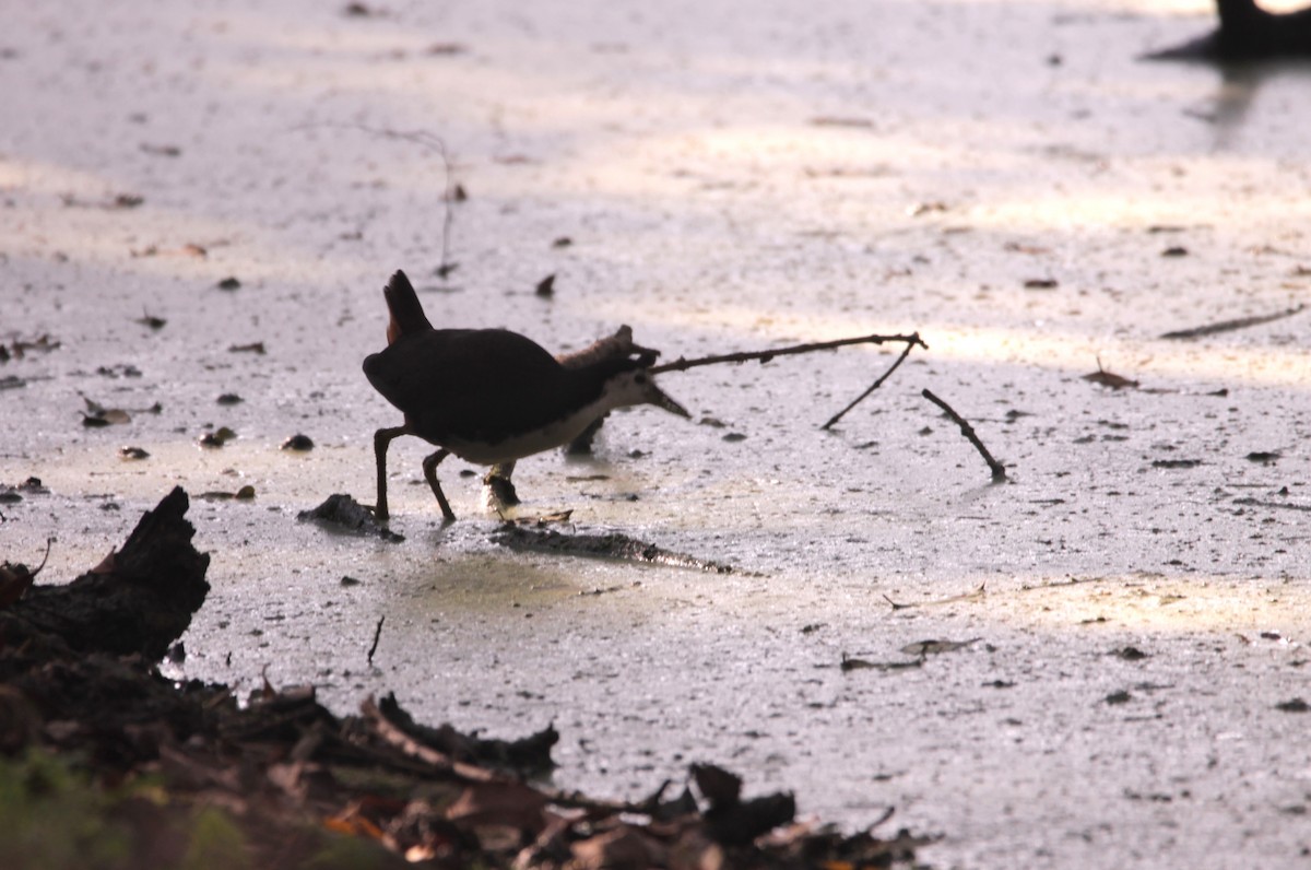 White-breasted Waterhen - ML647605752