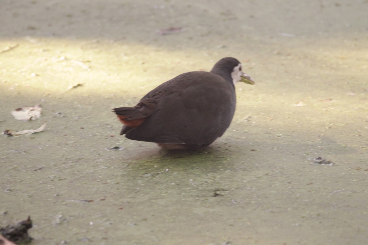 White-breasted Waterhen - ML647605753