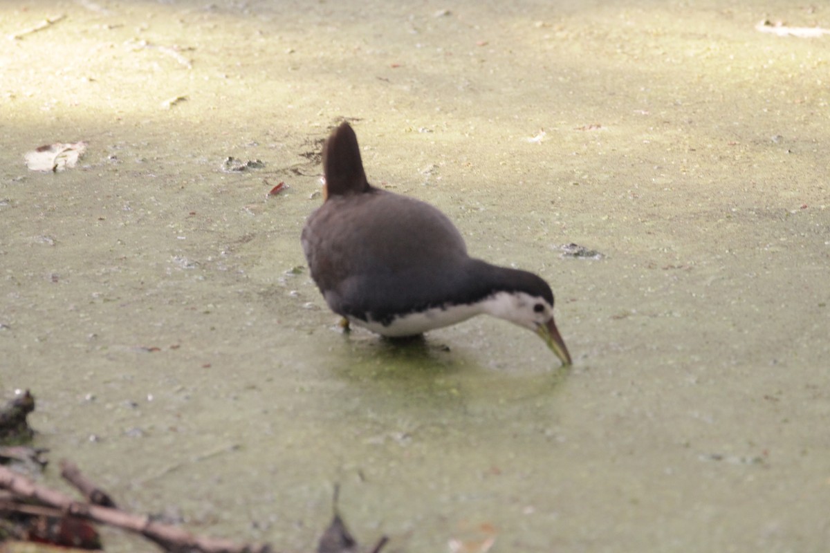 White-breasted Waterhen - ML647605754