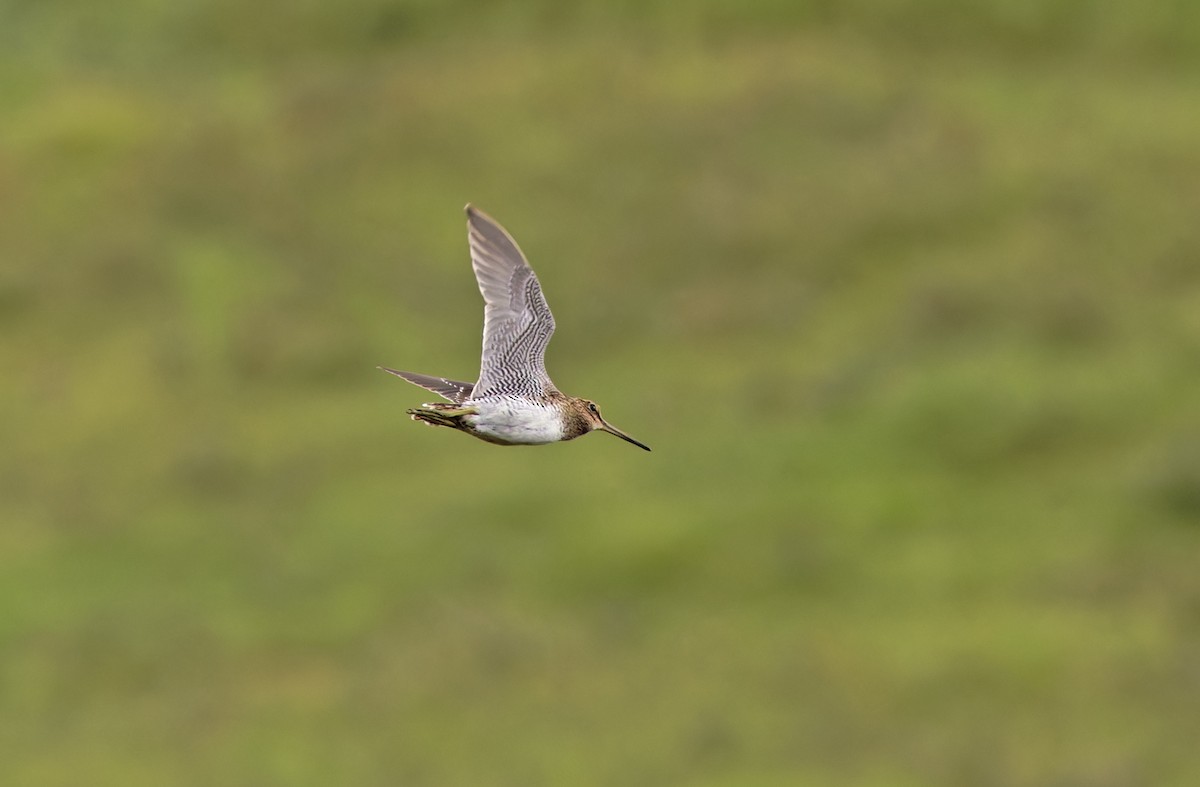 Swinhoe's Snipe - ML647605755