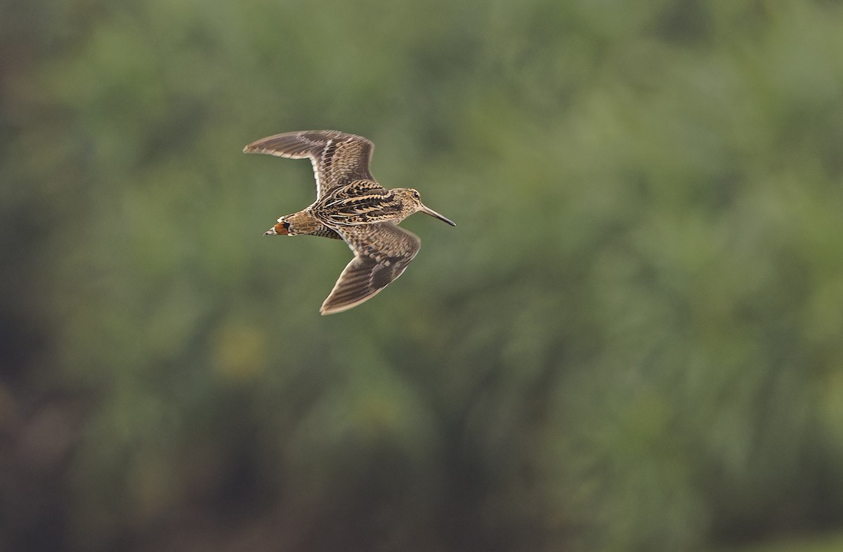 Swinhoe's Snipe - ML647605756