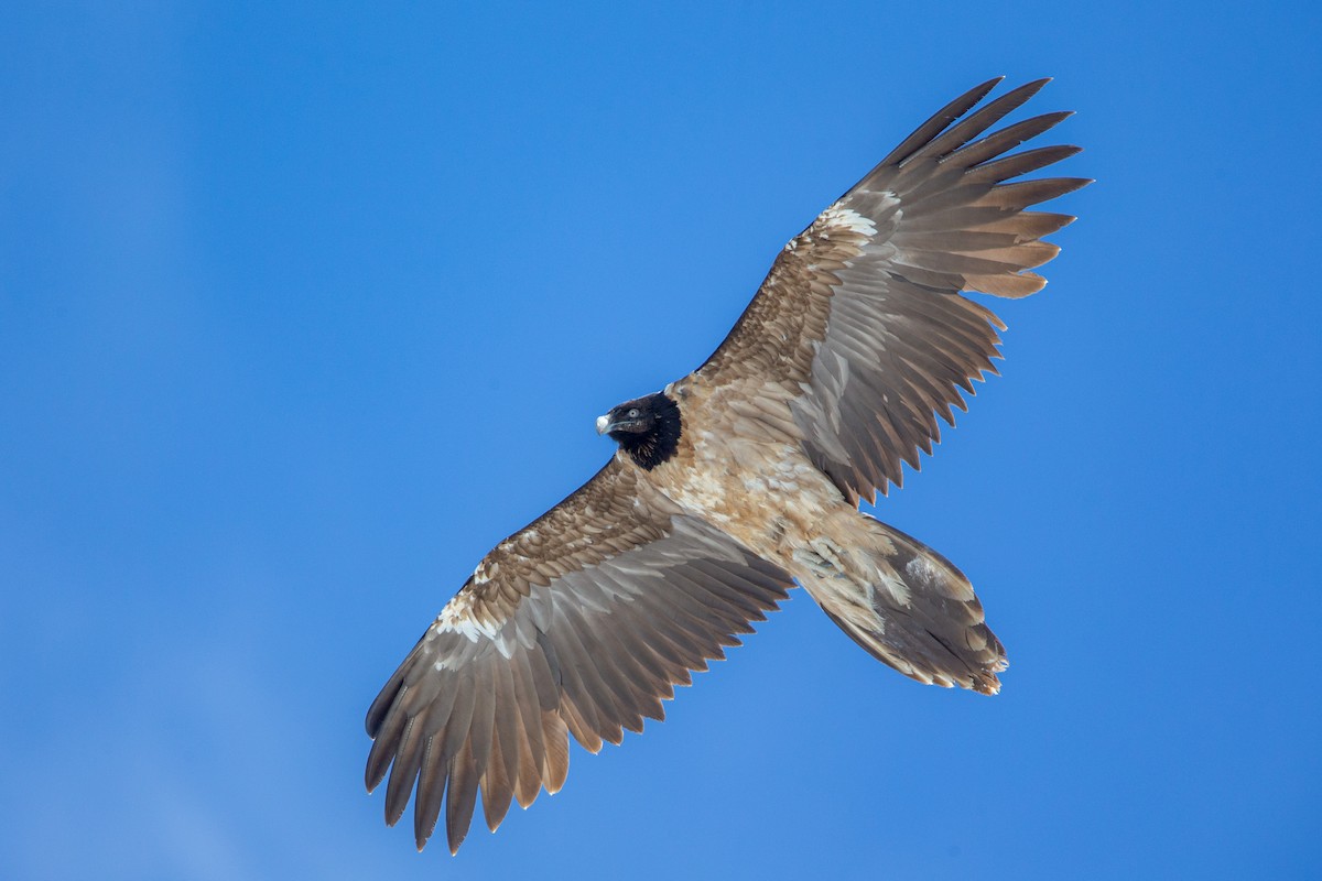 Bearded Vulture - ML647605758
