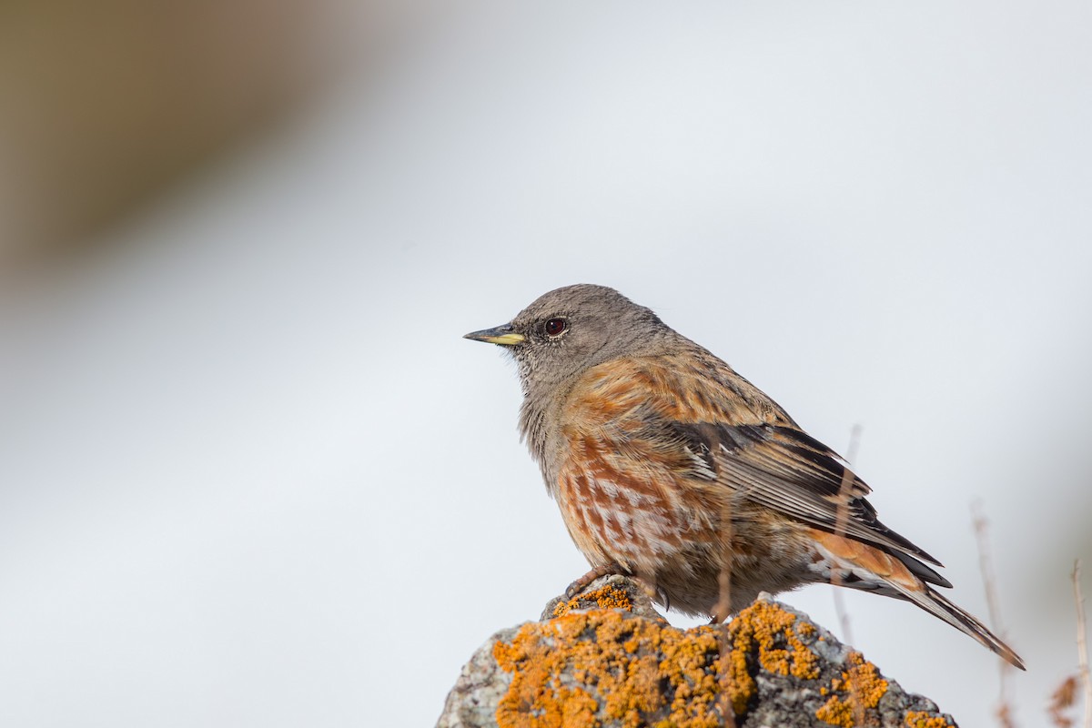 Alpine Accentor - ML647605759