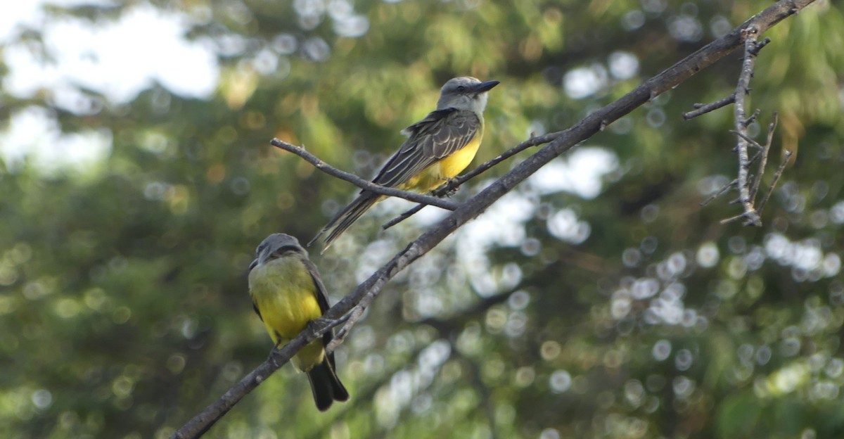 Tropical Kingbird - ML647605761