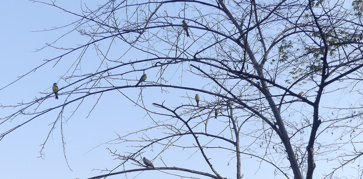 Tropical Kingbird - ML647605762
