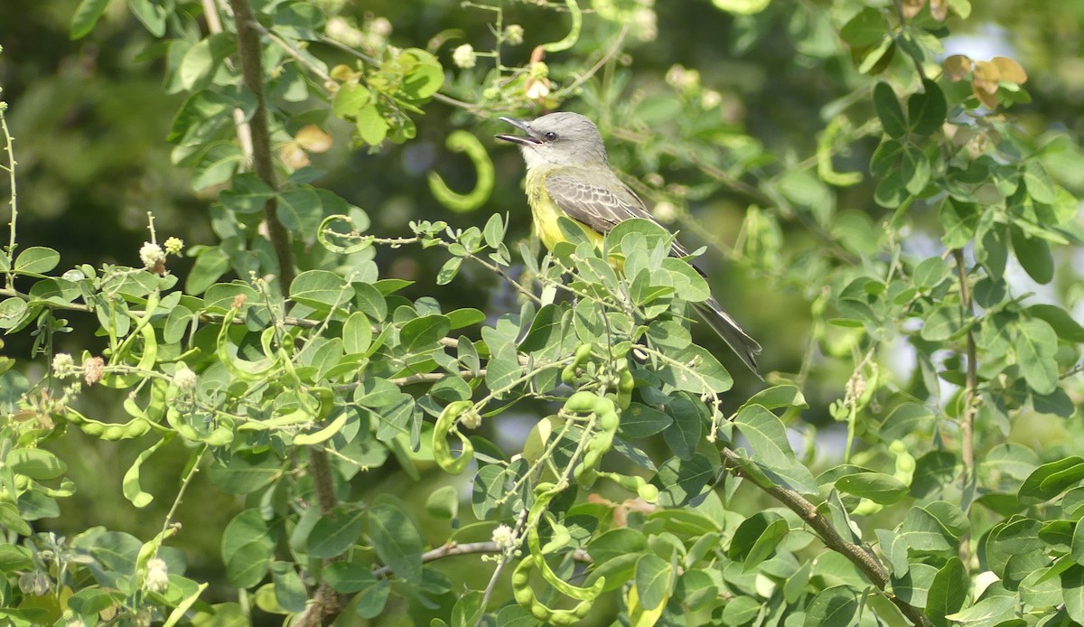 Tropical Kingbird - ML647605763