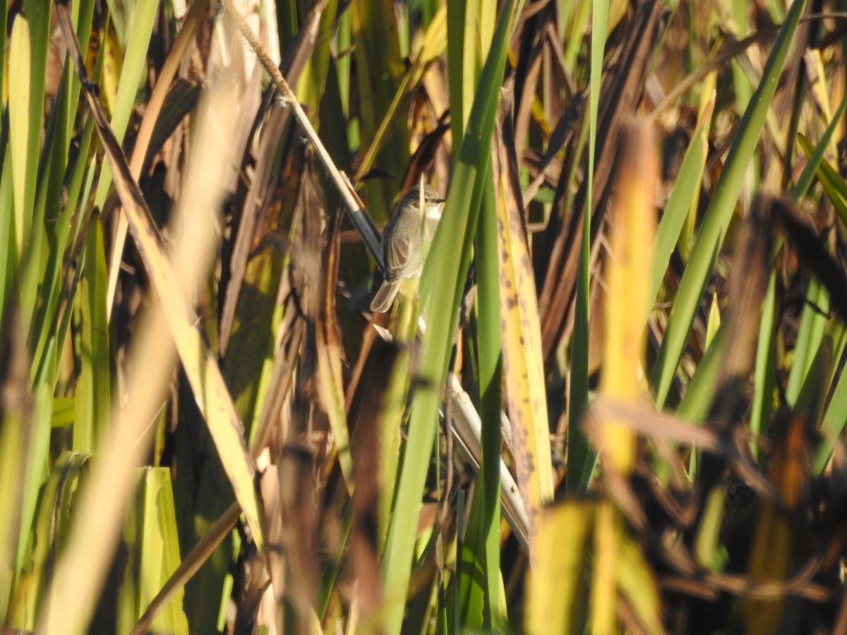 Common Chiffchaff (Siberian) - ML647605793