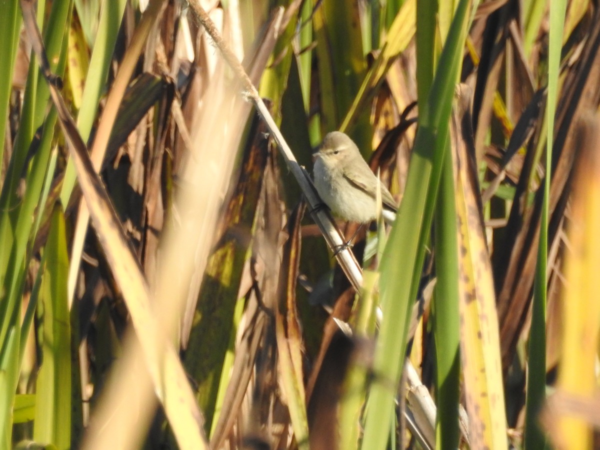 Common Chiffchaff (Siberian) - ML647605794