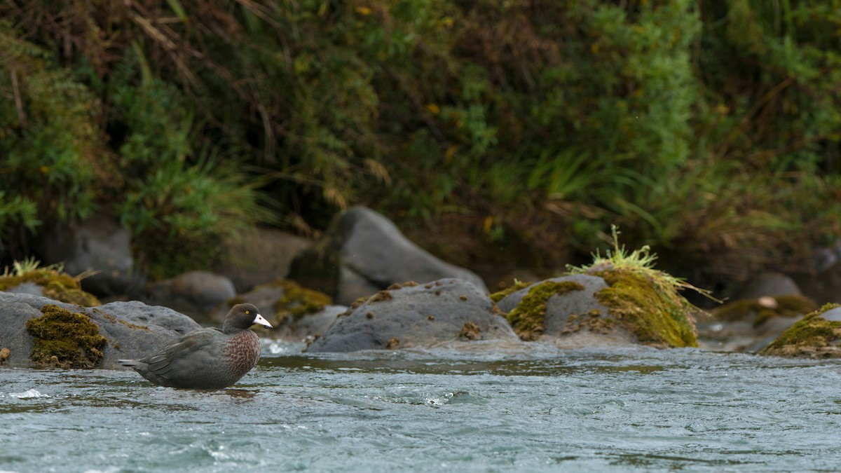 kachna měkkozobá - ML647605797