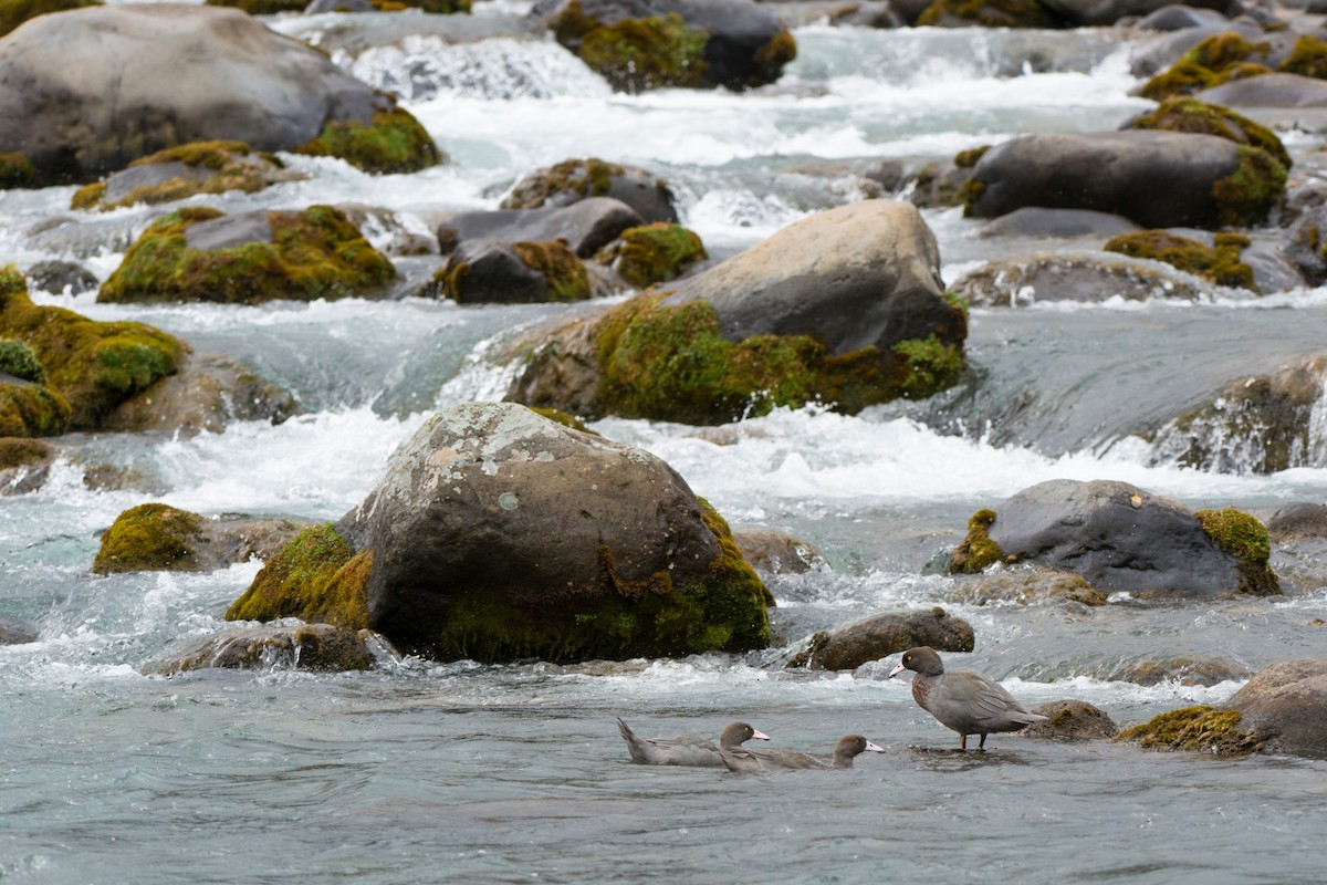 kachna měkkozobá - ML647605799