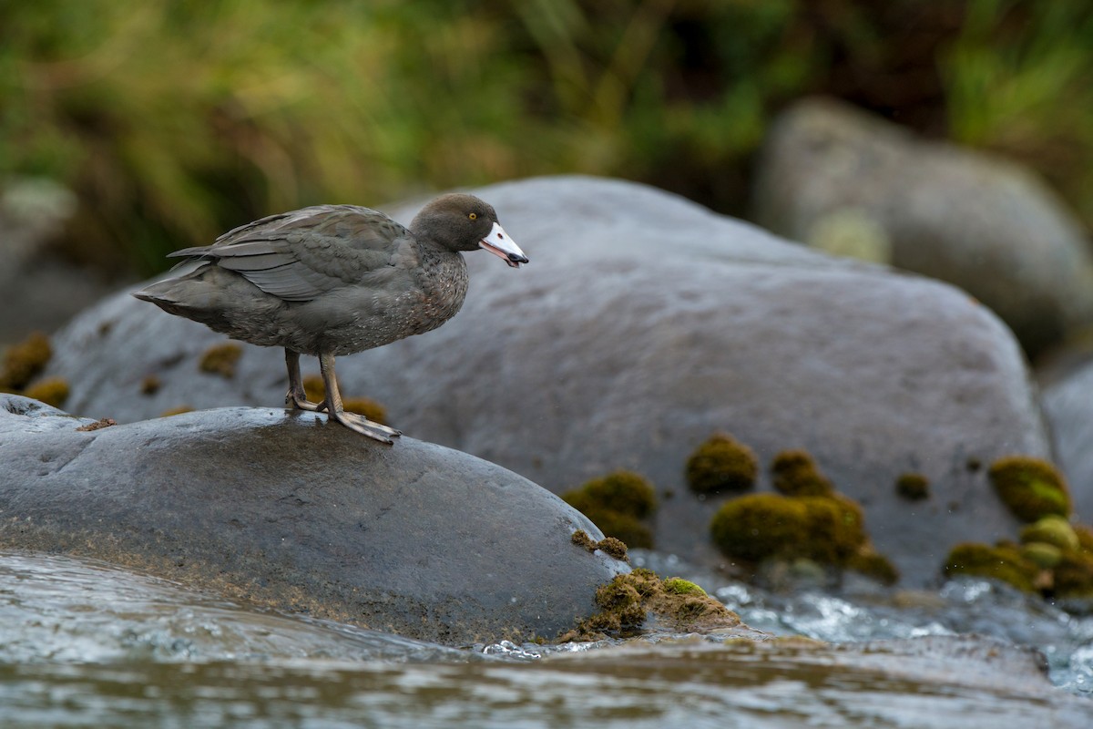 kachna měkkozobá - ML647605800