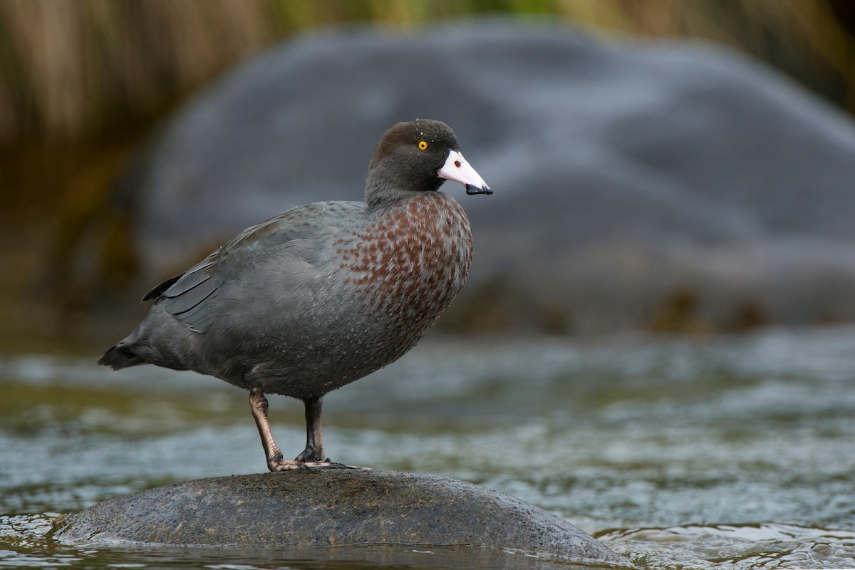 kachna měkkozobá - ML647605801