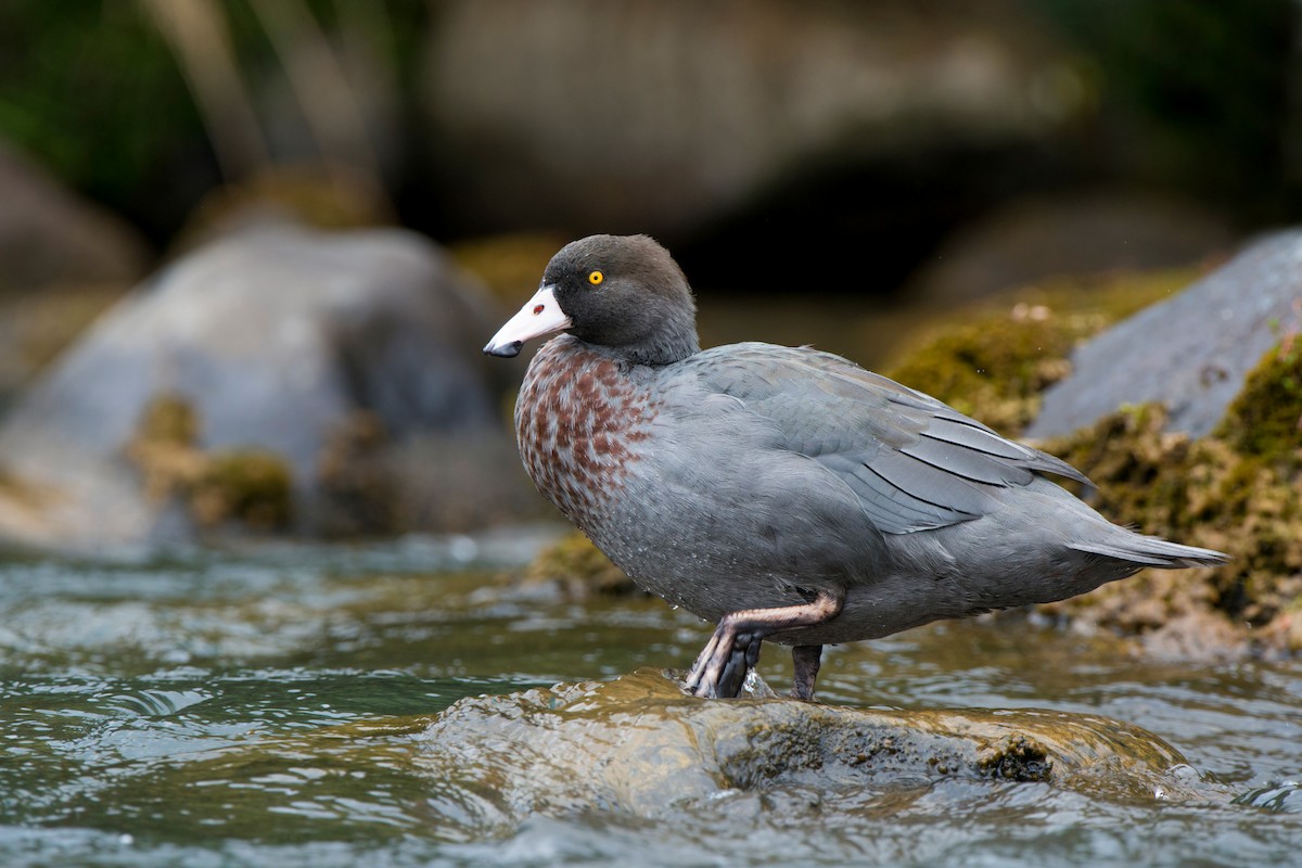 kachna měkkozobá - ML647605802