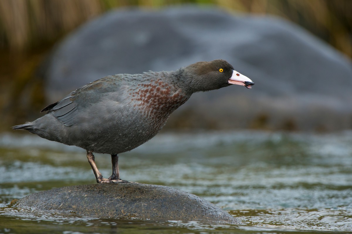 kachna měkkozobá - ML647605803