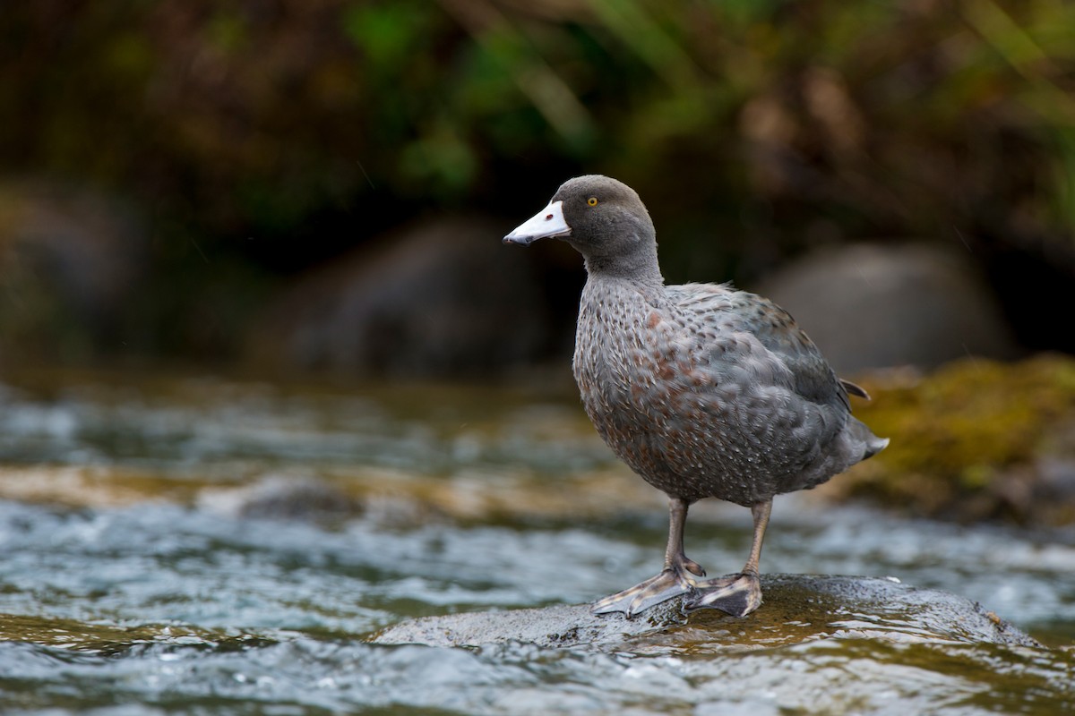 kachna měkkozobá - ML647605804