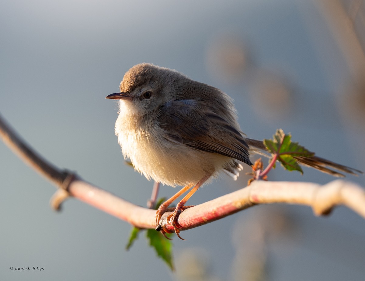 Prinia Sencilla - ML647605807