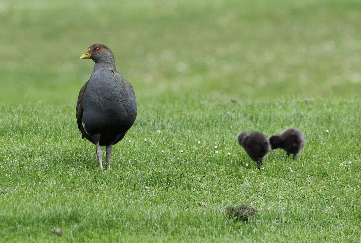 Tasmanian Nativehen - ML647605810