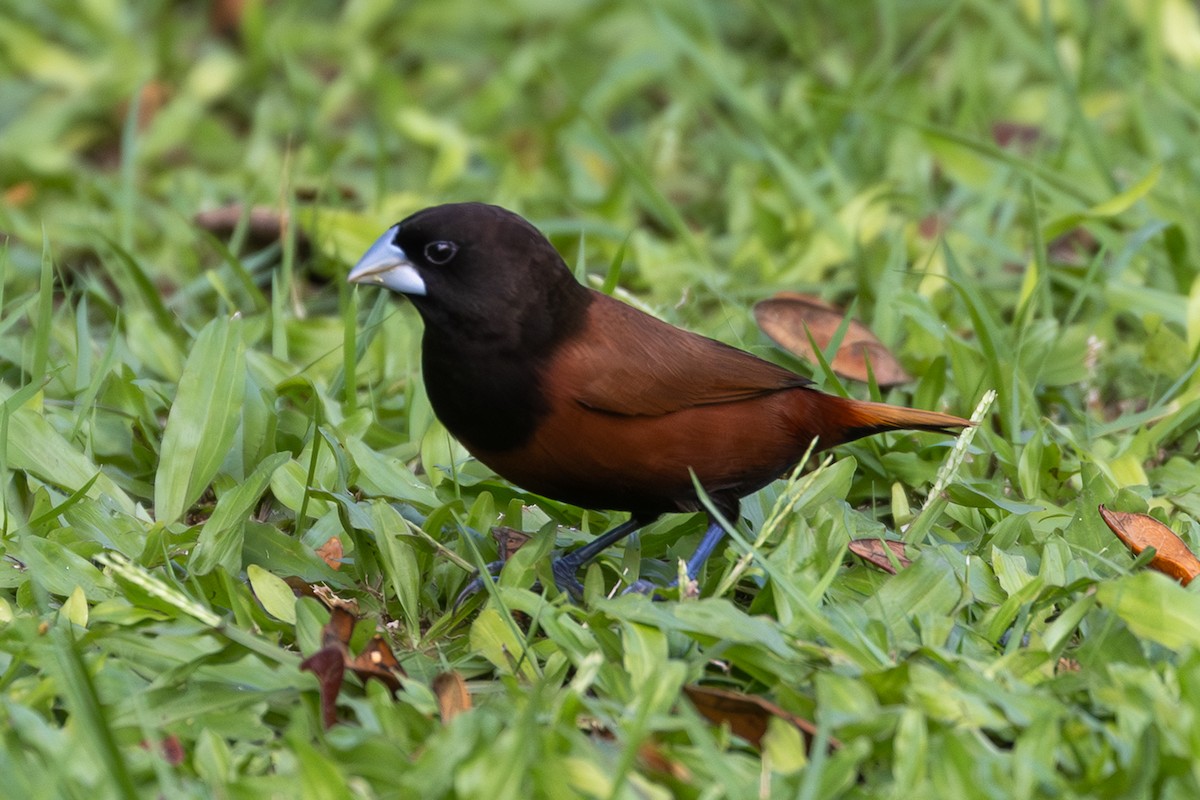 Kestane Rengi Munya - ML647605842