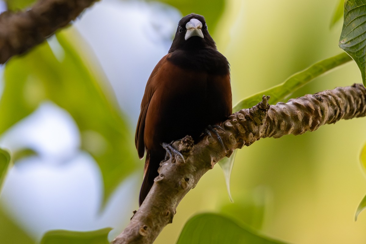 Kestane Rengi Munya - ML647605843