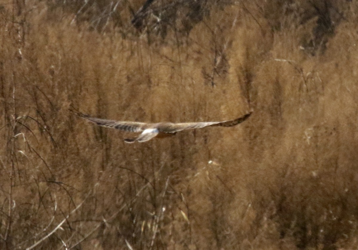 Northern Harrier - ML647605848