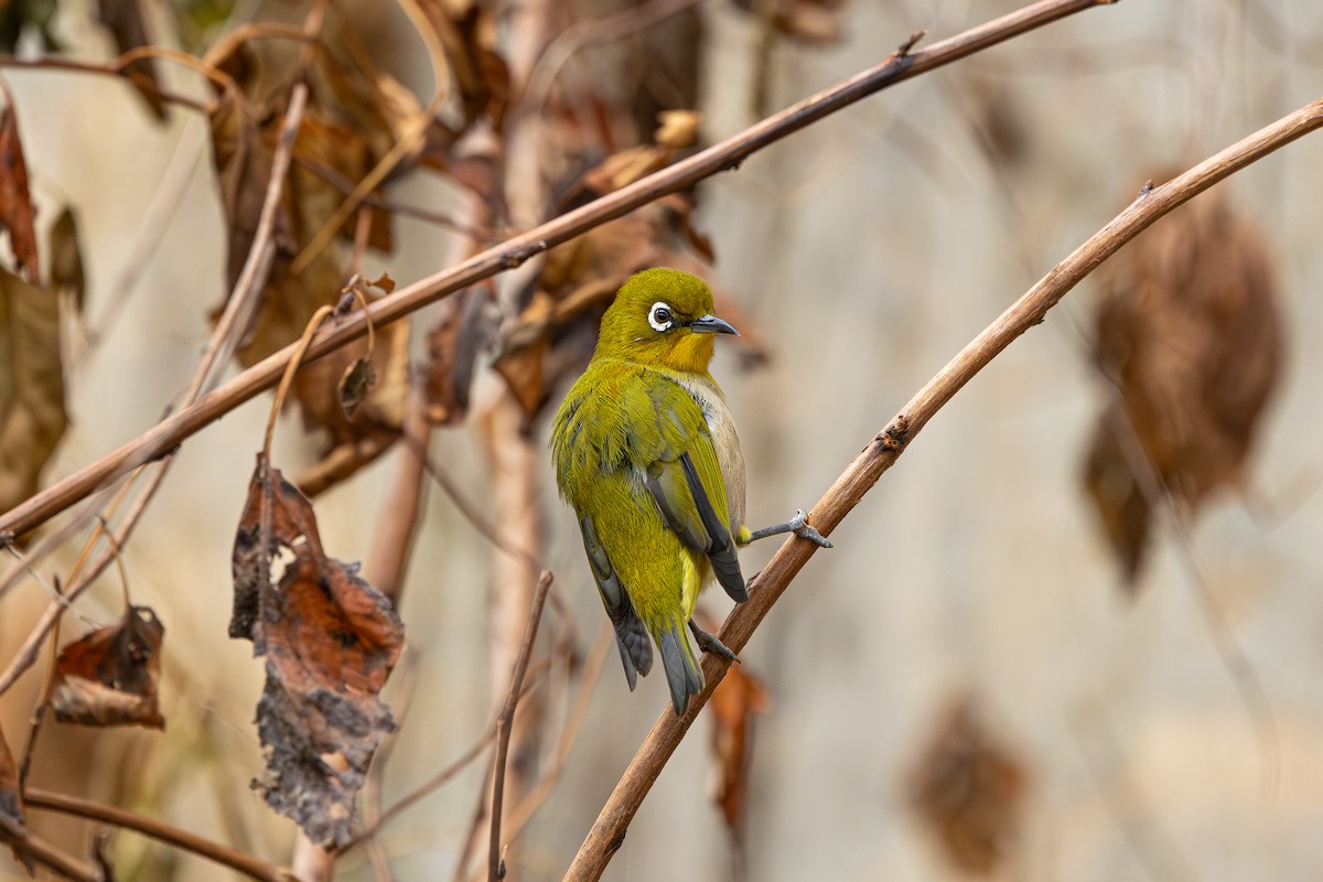 Warbling White-eye - ML647605853