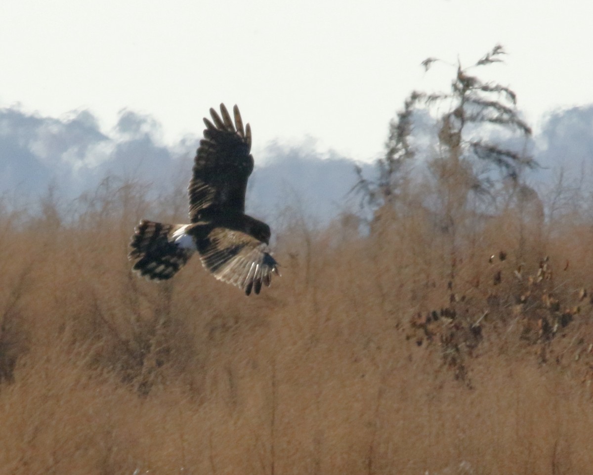 Northern Harrier - ML647605856