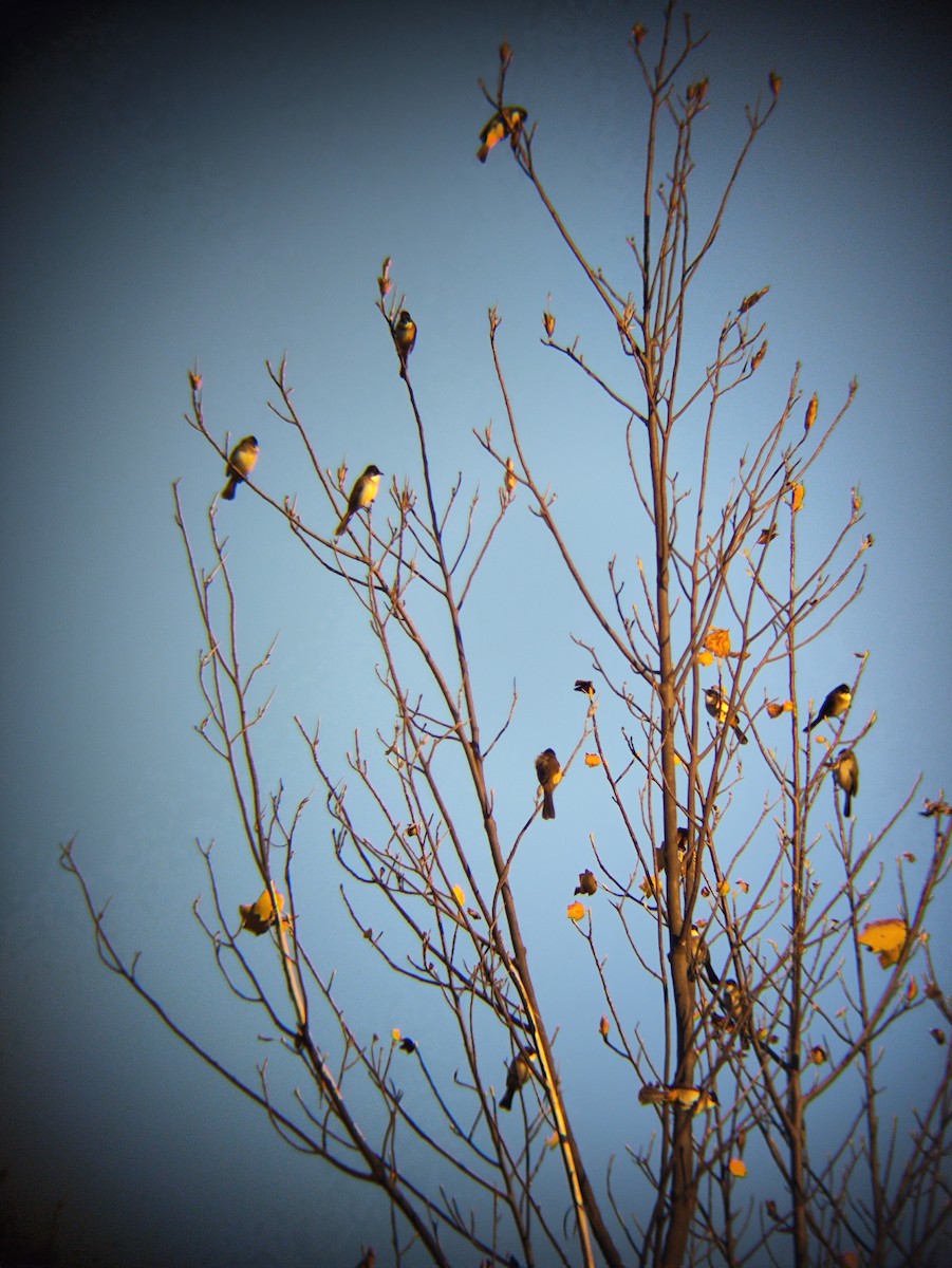 Brown-breasted Bulbul - ML647605879