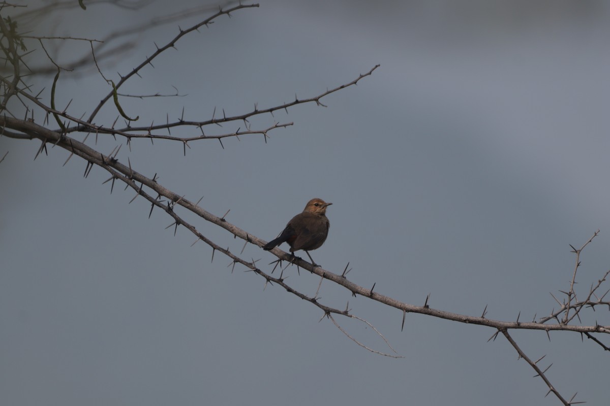Indian Robin - ML647605881