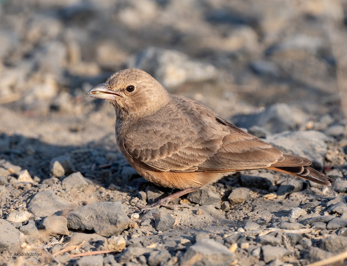 Rufous-tailed Lark - ML647605888