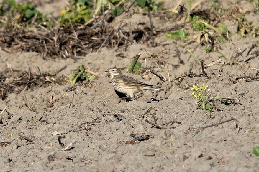 American Pipit - ML647605890