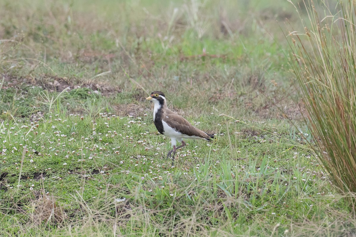 Banded Lapwing - ML647605891