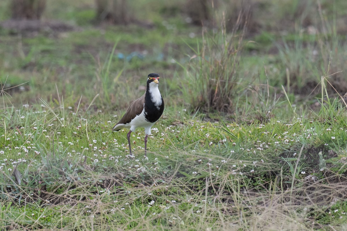 Banded Lapwing - ML647605893