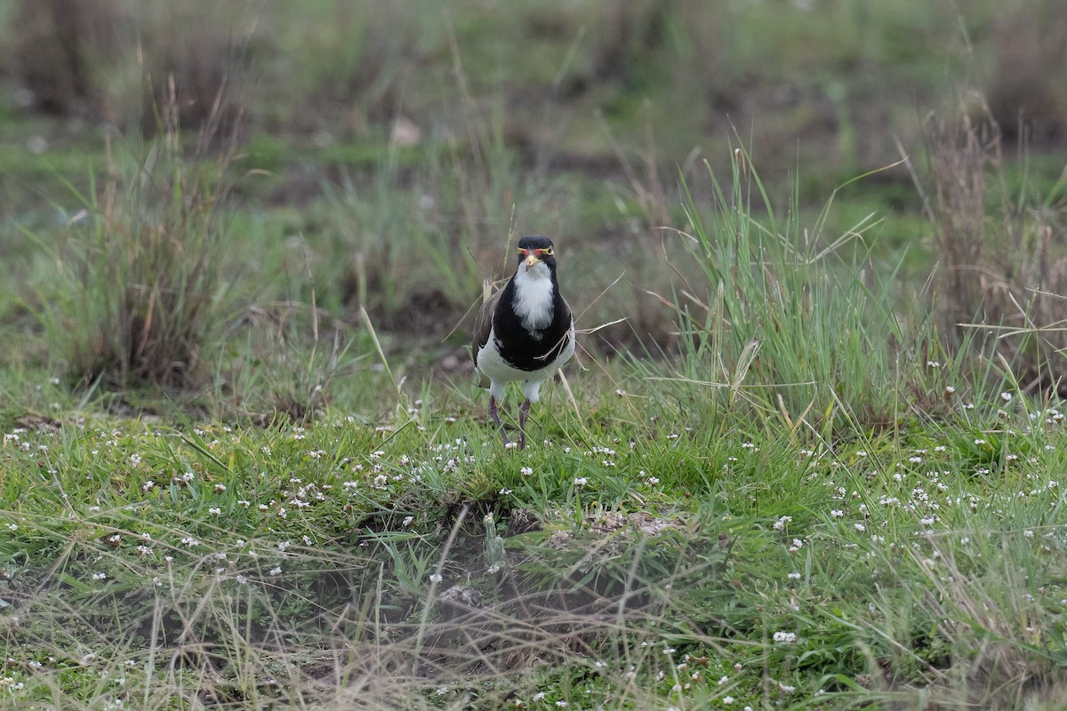 Banded Lapwing - ML647605894