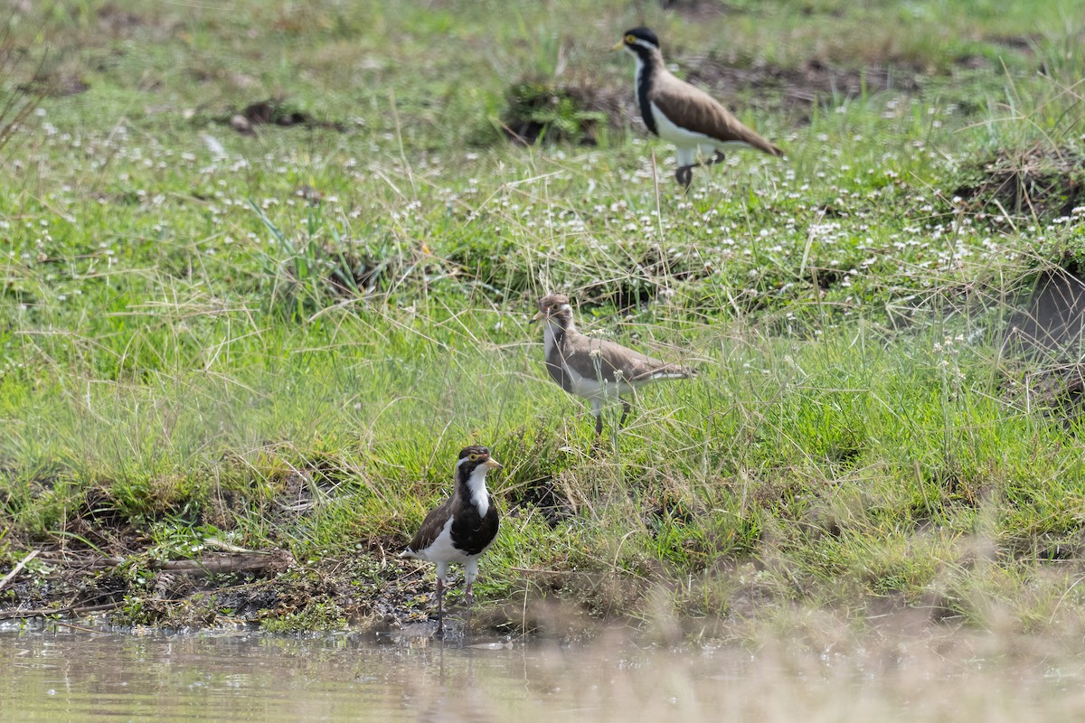 Banded Lapwing - ML647605897
