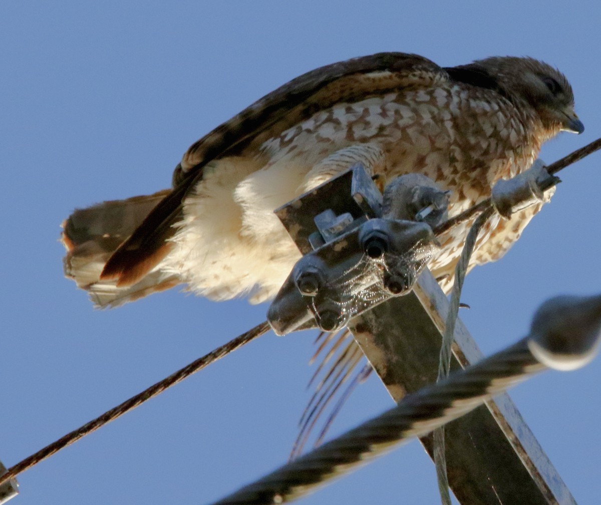 Merlin - ML647605900