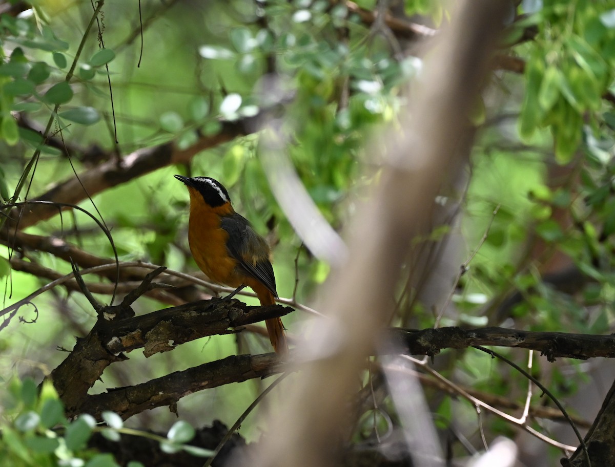 White-browed Robin-Chat - ML647605901