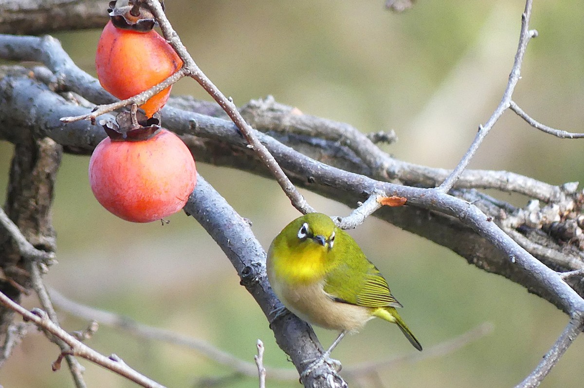 Warbling White-eye - ML647605902