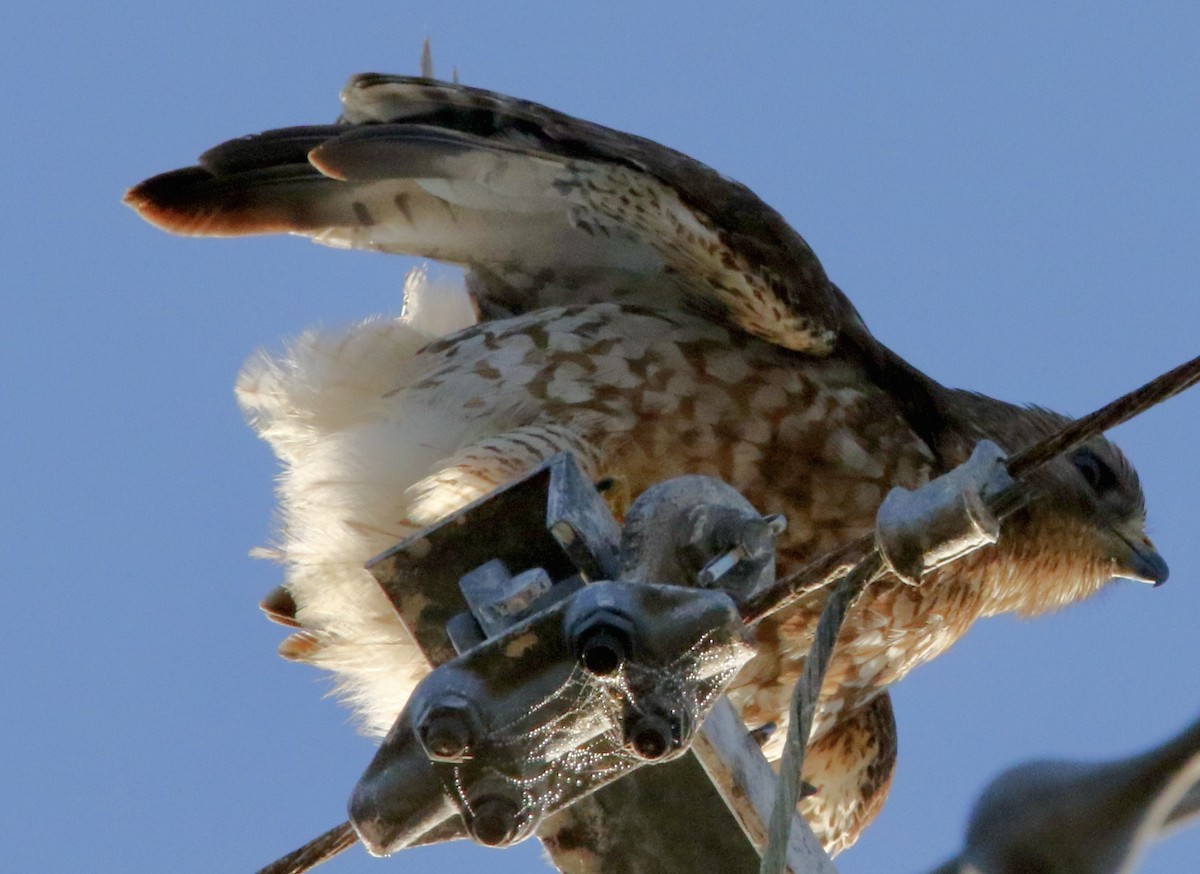 Merlin - ML647605904