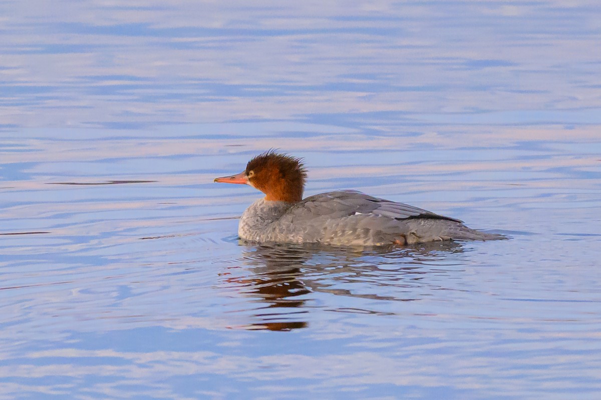 Common Merganser - ML647605905