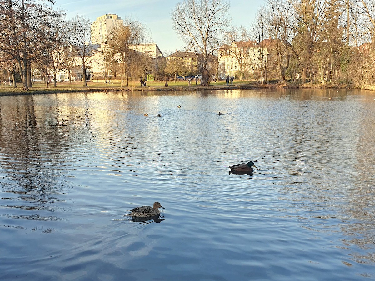 Northern Pintail - ML647605909